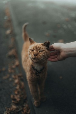 Een kat